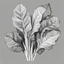 Placeholder: linear illustration of chard in black and white