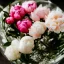 Placeholder: Cinematic shot of peonies inside a glass bowl, glass, crystal, linen, dewdrops, warm lighting, luxurious, terrarium