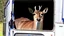 Placeholder: deer smirking at the budget moving van during cross country moving fiasco