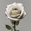 Placeholder: A white rose bleeding from its stem