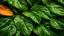 Placeholder: Close up of an orange tree leaf, high details,dark place