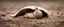 Placeholder: long long snail cat in burrow