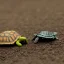 Placeholder: turtle and firefly