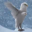 Placeholder: snow OWL EAGLE