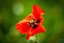 Placeholder: Beautiful poppy flower red red on the spring and beautiful little flowers crepe petals indirect light, center visible, Macro photography, entire but close-up, hyper detailed, in focus, studio photo, intricate details, highly detailed,