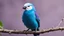 Placeholder: Blue love bird white head purple back