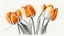 Placeholder: Realistic drawing of orange tulips, white background.