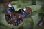 Placeholder: papillon morpho