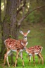 Placeholder: "look Alina my love: we found Deery the deer, what a chance! and she can speak, this is so great! Deery, please eat some of these tasty mushrooms with us" Deery eats some of the mushrooms and smiles. "Thank you, thank you, thank you." "Goodbye my deary." "See ya soon my love." "Good bye Deery." "I love you, Alina." > make love to Alina and to Deery together, we are three magic animals snorting in the wood, eating flowers and mushrooms. The sky is so blue, the faeries are back with us and sing