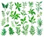 Placeholder: Vector plants and herb set illustration. Watercolor white backdrop