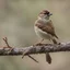 Placeholder: House Sparrow resting on a branch.