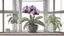 Placeholder: Cartoon black orchid in window scaleblack