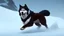 Placeholder: Alaskian Malamute running through the snow, furry style, shamanism, fish