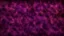 Placeholder: Haunted Royal Fire & Purple-&-Maroon Velvet Background Texture.