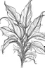 Placeholder: spathiphyllum flower coloring page