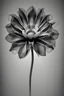 Placeholder: Realistic x-ray flower with intricate details, texturized effect, black and white, inspired by Hugh Turvey, Bert Myers and flower photography