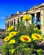 Placeholder: flowers of peace blooming on damaged building in war torn city