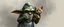 Placeholder: air brush 3d with pen outline, mongrel goblin gremlin holding big cute cat monster gnome with blurred shadow outline, charcoal fog border