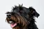 Placeholder: side-front of head nose mouth ears and eyes of a Scottish terrier coming up from the side-bottom, mouth open biting