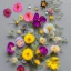 Placeholder: delicate arrangement of pressed flowers, beautiful composition, aesthetic layout, modern, bright