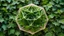 Placeholder: 1423, delightful, sensitive, confident, iridescent stellated icosahedron, star-shaped, nocturnal, architecture, award-winning photograph, beautiful composition, intertwining ivy, delicate colour, chiascuro