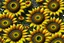 Placeholder: 3d,sunflowers,patterns,