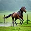 Placeholder: Horse running in the rain