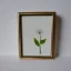 Placeholder: tiny oil painting of single long stem pressed flower, tiny white canvas, tiny white modern frame, melancholy, tender, moody, vintage, delicate arrangement, beautiful composition, etsy, aesthetic layout, plain solid white background