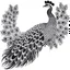 Placeholder: white, A peacock full decoration, line art, white background, outline, with images neatly contained within the background, just black and white color, full body, no color. Different view