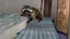 Placeholder: russian man runs from rabid raccoon hiding under the hotel room bed