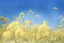 Placeholder: bottom is detailed canola, top is sky, photography,