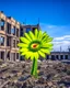 Placeholder: flower of peace blooming on damaged building in war torn city