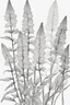 Placeholder: outline art of Astilbe only black and white, no colour , White background. sketch style, clean line art, white background, no shadow and clear, no people, no colour, for book