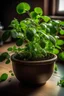 Placeholder: ineed the photo of oregano plant