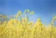 Placeholder: clear blue sky for top half, across Middle is canola flowers with canola stems branches and leaves below, rapeseed sharp focus, realistic