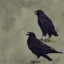 Placeholder: American Crow Wizard