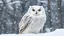 Placeholder: snowy owl