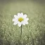 Placeholder: single long stem white flower in a field, polaroid, tender, soft focus, award winning landscape photography, nature photography, r/mostbeautiful