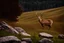 Placeholder: deer in forest next to rocks and grass fields