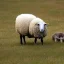 Placeholder: sheep eating grass