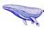 Placeholder: a drawing of a whale in acrylic paint marker style. Blue whale, white background.