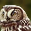 Placeholder: To take a macro photograph of a baykuş (owl), you will need a camera with a macro lens or a lens with close-focusing capabilities. You will also need to get close to the owl, as macro photography requires the camera to be very close to the subject. It may be helpful to use a tripod or other stabilizing device to help keep the camera steady while you are taking the photo.