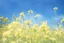 Placeholder: bottom is detailed canola in full bloom with side branches, top is sky, photography, darken stems compared to reference