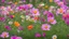 Placeholder: Cosmos flowers blooming in the garden