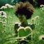 Placeholder: green dandelions electric heart