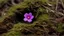 Placeholder: the camera on the ground, a flower among the moss, Macro with Olympus 60mm f2.8 macro lens