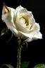 Placeholder: A white rose bleeding from its stem