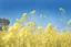 Placeholder: clear blue sky for top half, across Middle is canola flowers with canola stems branches and leaves below, rapeseed sharp focus, realistic