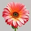 Placeholder: a gerbera daisy flower on white background, illustration