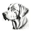 Placeholder: Drawing of a dog's head in pencil on a transparent background